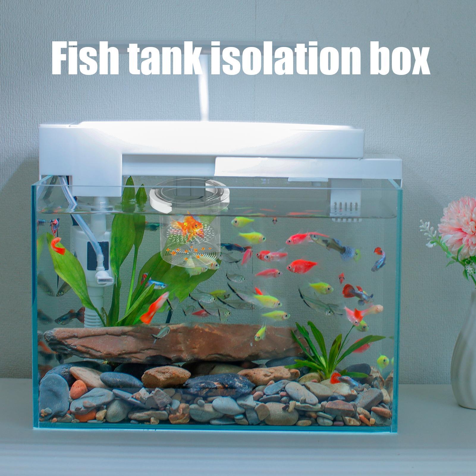 Aquarium Fish Betta - 어류 번식 상자, 부유식 수족관 번식