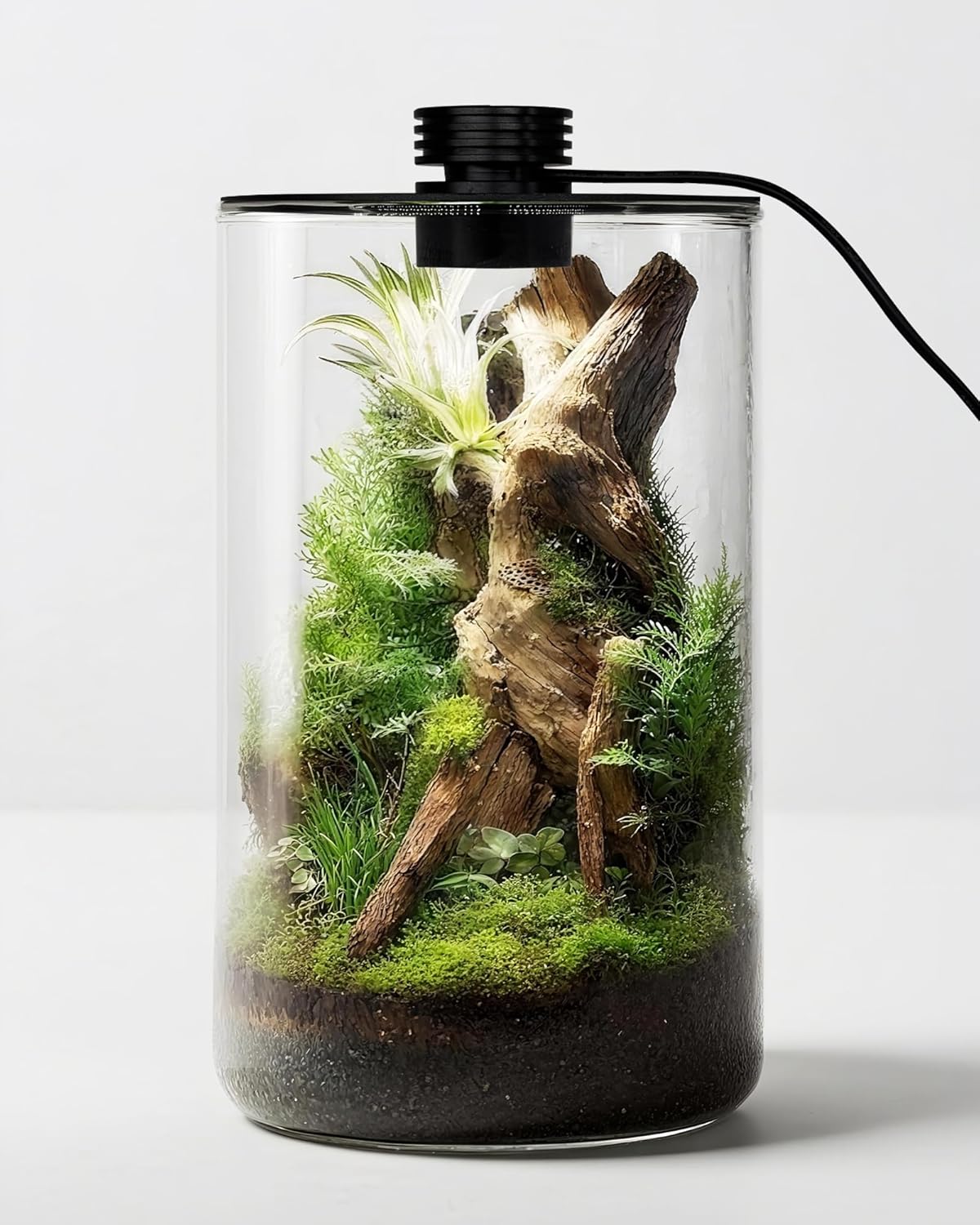 Betta Fish Tank - 실내 유리 테라리움(조명 포함), 9.8인치 높이