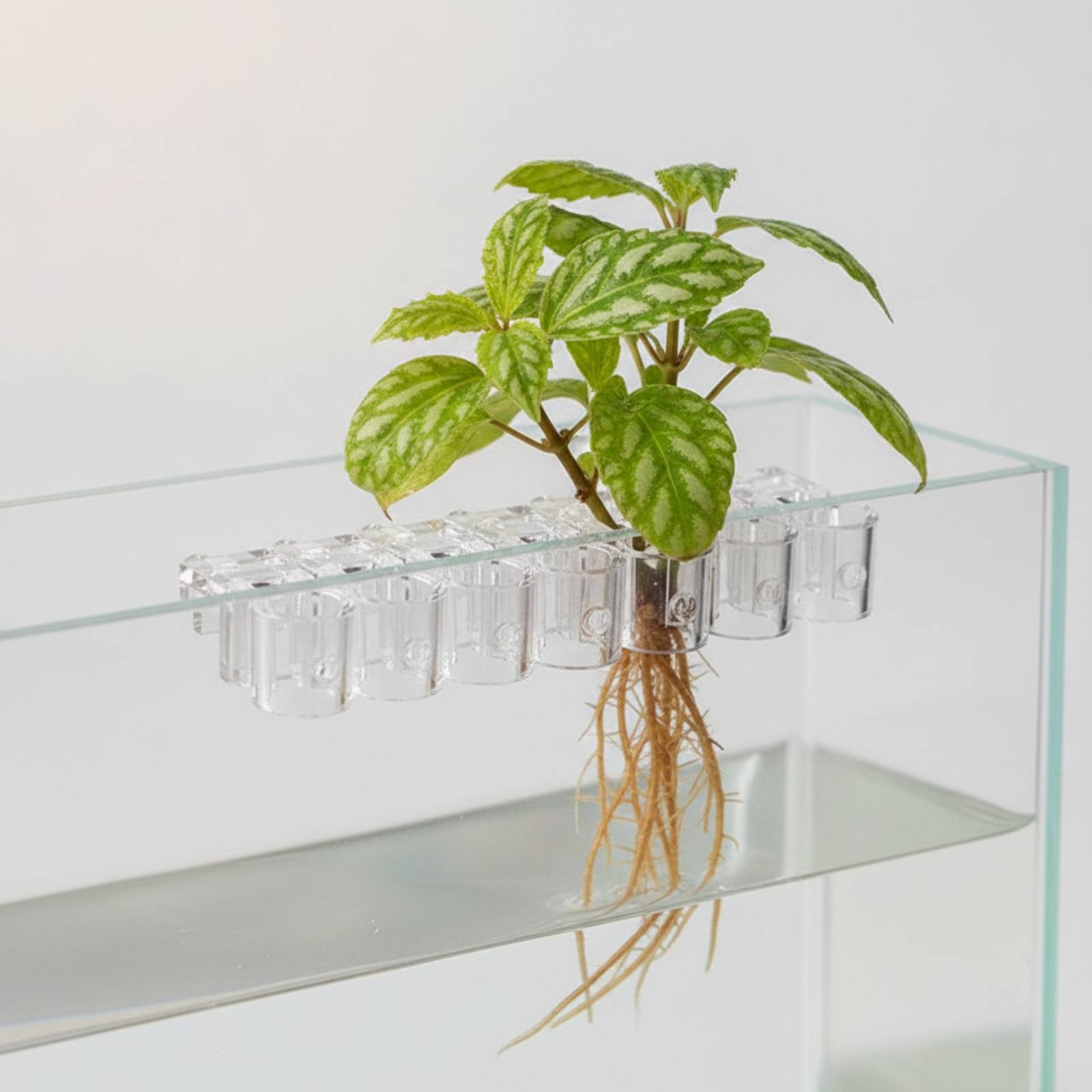 6개 수족관 플랜터 투명 수경 재배 지지 클립(나사 포 - Aquarium Plants 리뷰 및 가격
