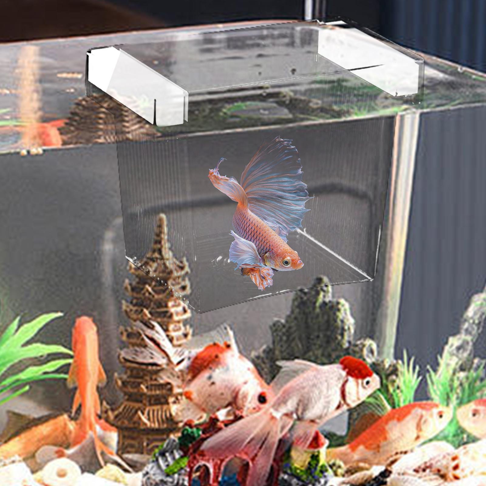 어류 번식 상자, 부유식 수족관 번식 상자, 어린 물고 - Aquarium Fish Betta 리뷰 및 가격