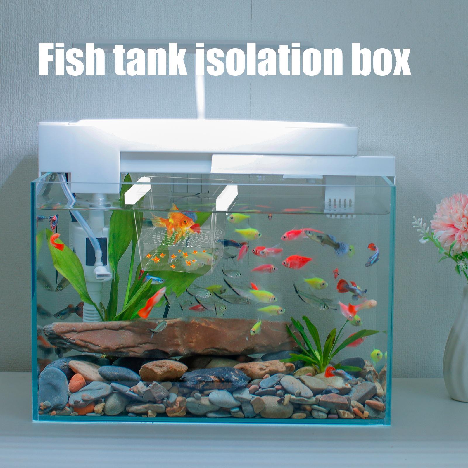 내구성 있는 어류 사육 상자, 어항 격리 상자, 육추용 - Betta Fish Tank 리뷰 및 가격