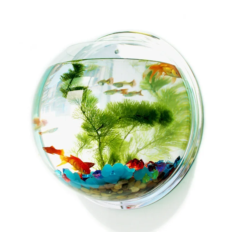 Pinsjar 아크릴 어항 벽걸이 수족관 탱크, 수생  - Aquarium Fish Betta 리뷰 및 가격