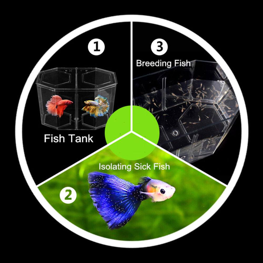 아크릴 두 분할 구피 물고기 탱크 수족관 Betta 물 - Betta Fish Tank 리뷰 및 가격